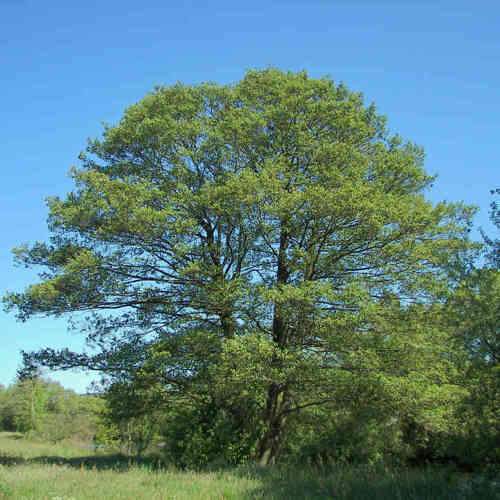 Alnus glutinosa Imperialis