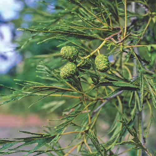 Alnus glutinosa Imperialis