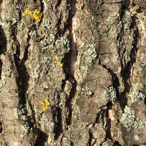 Alnus glutinosa Imperialis