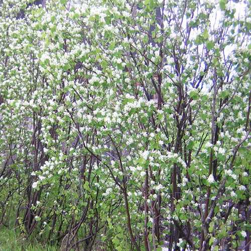 Amelanchier canadensis - Service Berry - Future Forests