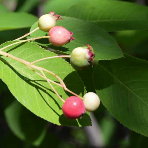 Amelanchier canadensis - Service Berry - Future Forests