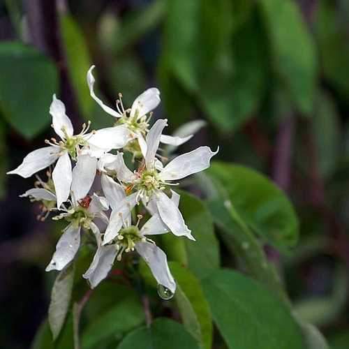 Amelanchier canadensis - Service Berry - Future Forests