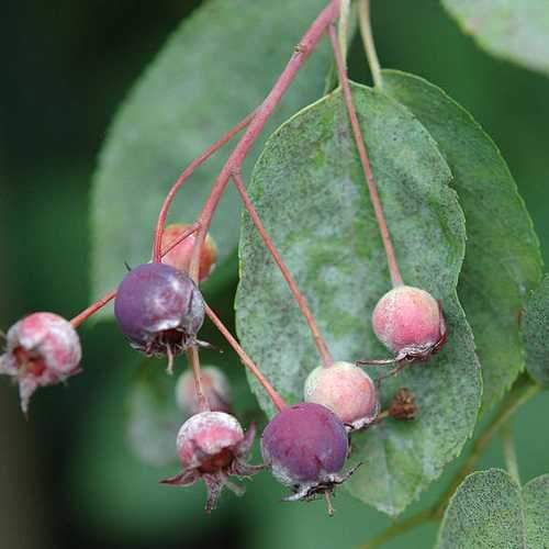 Amelanchier lamarckii - Snowy Mespilus - Future Forests