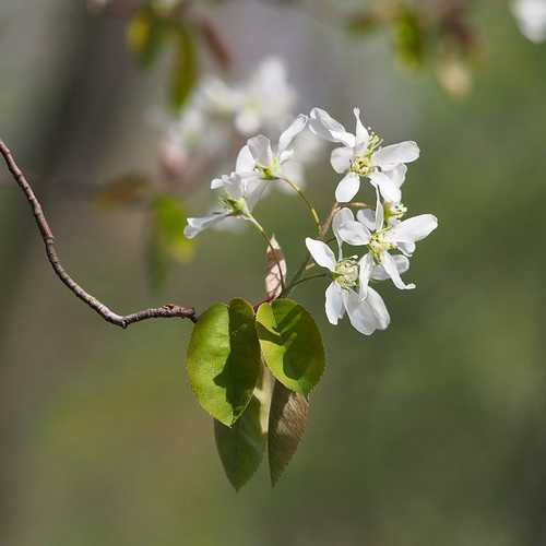 Amelanchier lamarckii - Snowy Mespilus - Future Forests