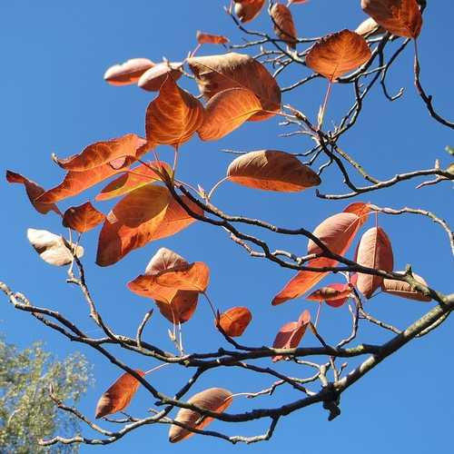 Amelanchier lamarckii - Snowy Mespilus - Future Forests