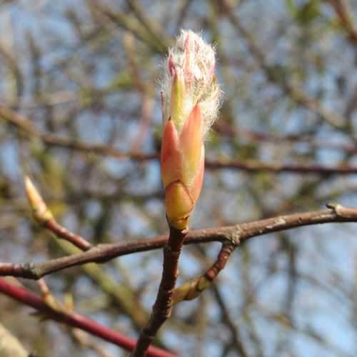 Amelanchier lamarckii - Snowy Mespilus - Future Forests