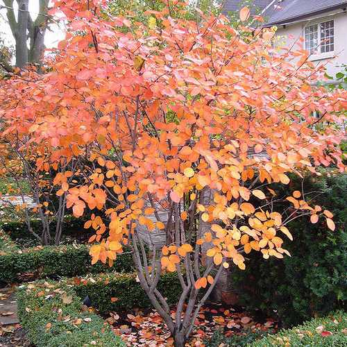 Amelanchier alnifolia Obelisk - Future Forests