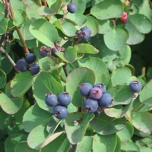 Amelanchier alnifolia Obelisk - Future Forests
