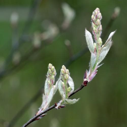 Amelanchier spicata - Future Forests
