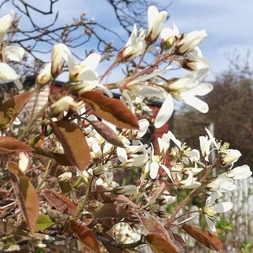 Amelanchier spicata - Future Forests