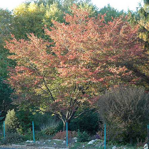 Amelanchier x grandiflora Robin Hill AGM - Future Forests