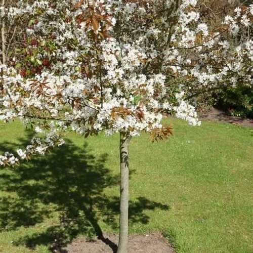 Amelanchier x grandiflora Robin Hill AGM - Future Forests