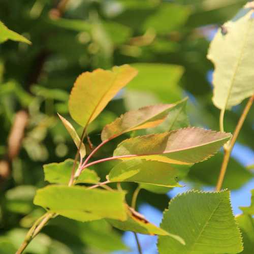 Amelanchier x grandiflora Robin Hill AGM - Future Forests
