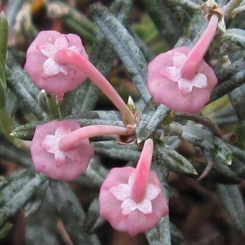 Andromeda polifolia Blue Lagoon - Future Forests