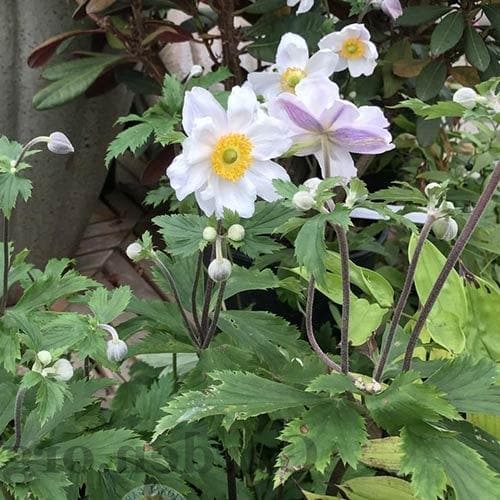 Anemone Ruffled Swan