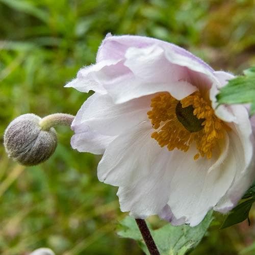 Anemone Ruffled Swan