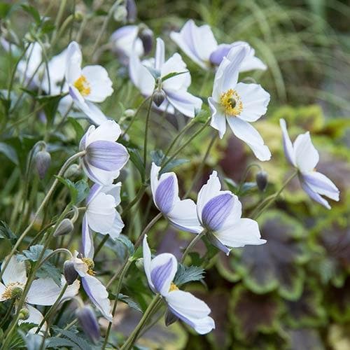 Anemone Wild Swan