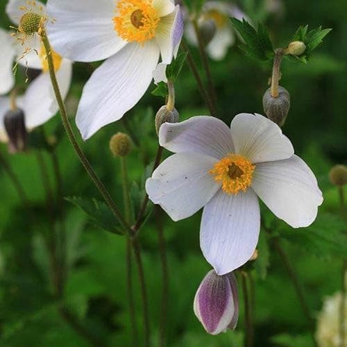 Anemone Wild Swan
