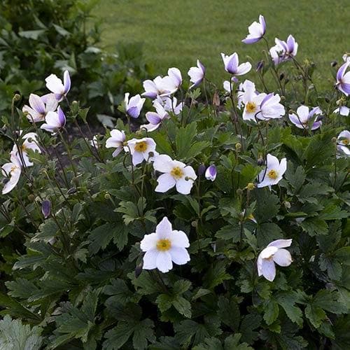 Anemone Wild Swan