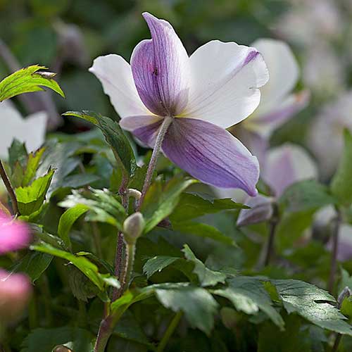 Anemone Wild Swan