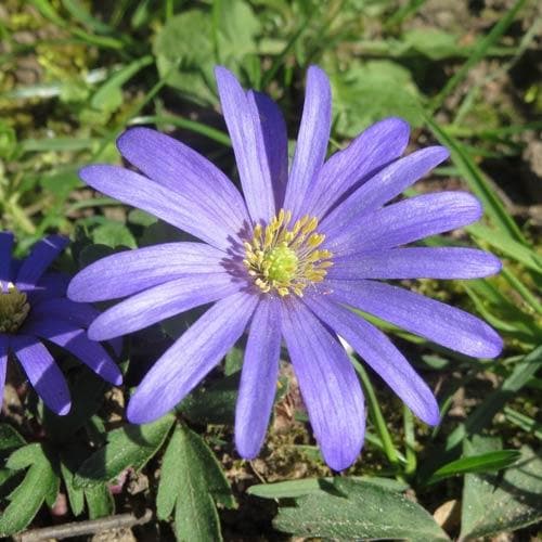 Anemone blanda Blue Shades - Future Forests