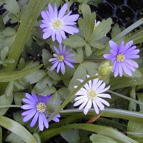 Anemone blanda Blue Shades - Future Forests