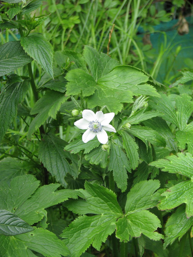 Anemone leveillei