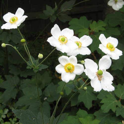 Anemone x Honorine Jobert