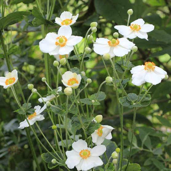 Anemone x Honorine Jobert