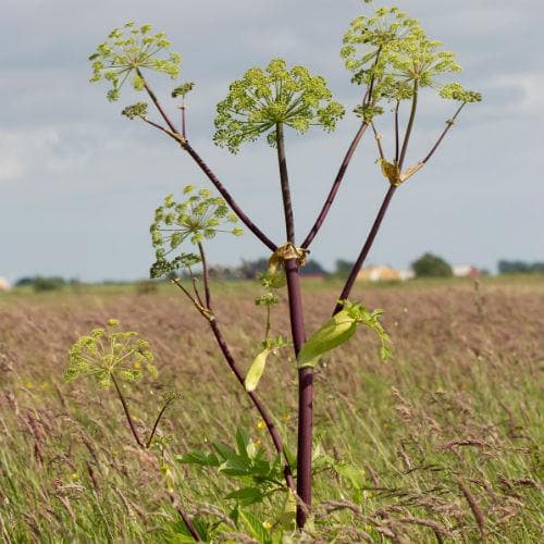 Angelica archangelica - Future Forests
