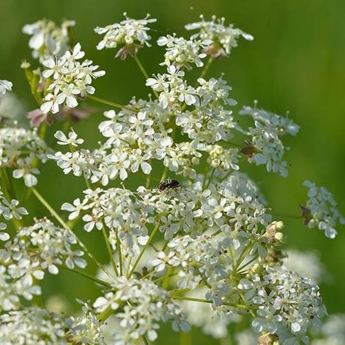 Anthriscus sylvestris - Cow Parsley