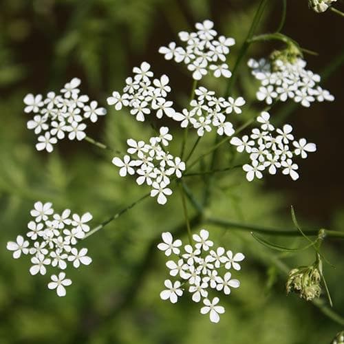 Anthriscus sylvestris - Cow Parsley
