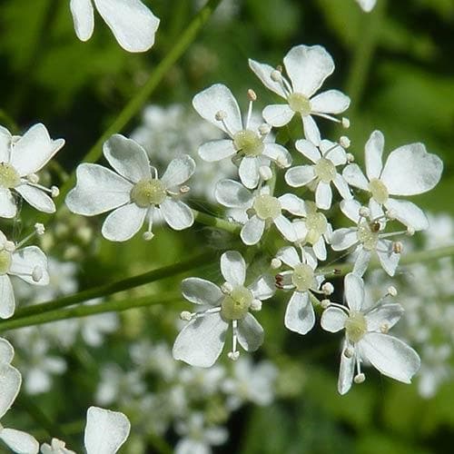 Anthriscus sylvestris - Cow Parsley