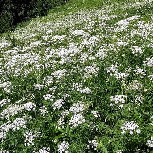 Anthriscus sylvestris - Cow Parsley