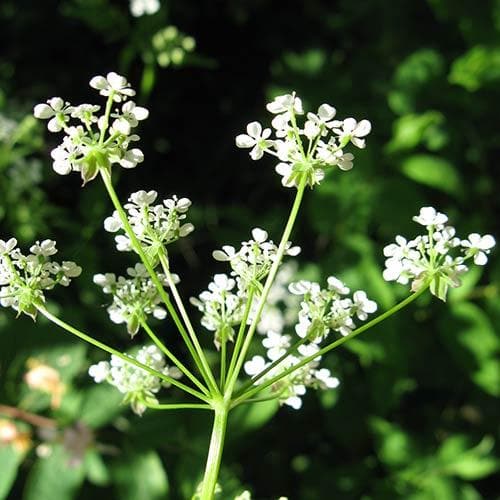 Anthriscus sylvestris - Cow Parsley
