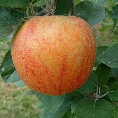 Apple King of the Pippins - Future Forests
