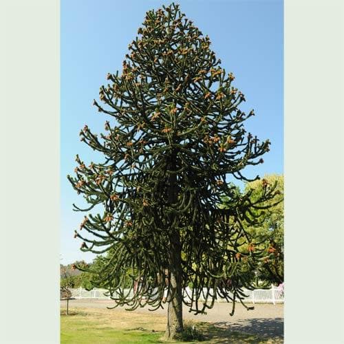Araucaria araucana - Future Forests