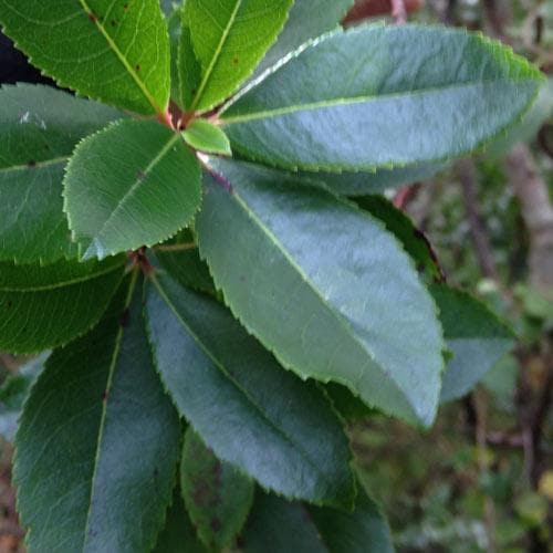 Arbutus unedo Compacta - Future Forests