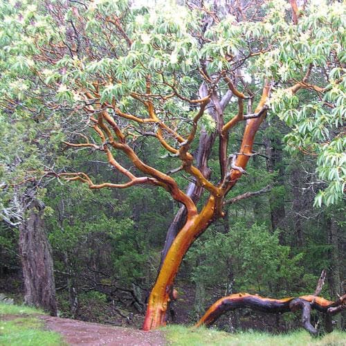 Arbutus menziesii