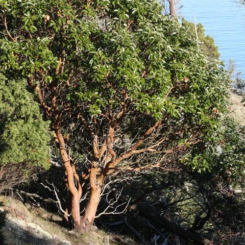 Arbutus menziesii