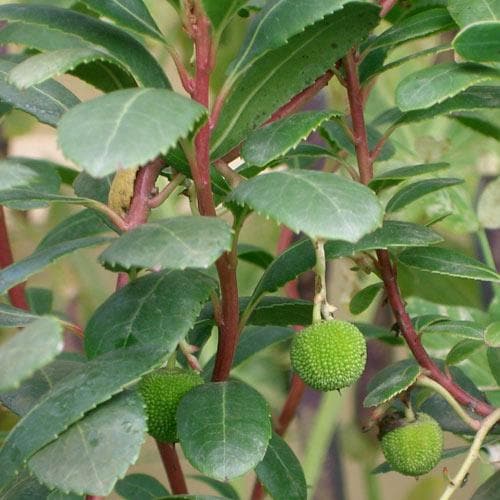 Arbutus unedo Compacta - Future Forests
