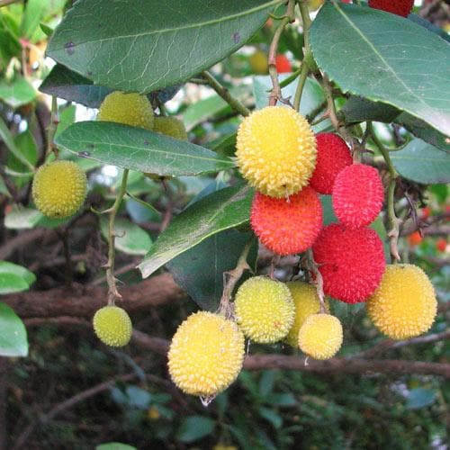 Arbutus unedo Compacta - Future Forests