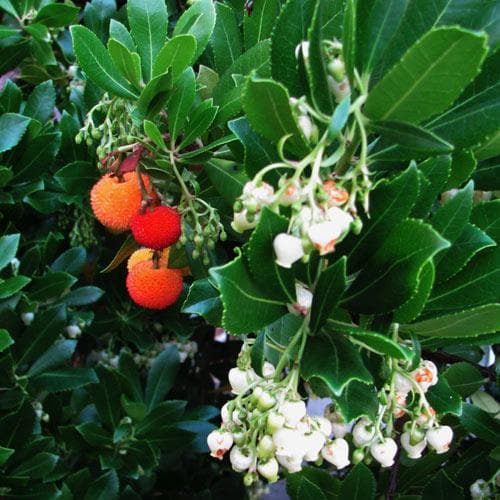 Arbutus unedo Compacta - Future Forests