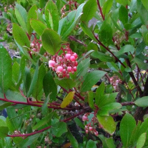 Arbutus unedo Compacta - Future Forests