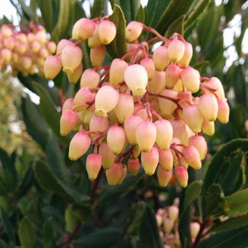 Arbutus unedo - Strawberry Tree - Future Forests