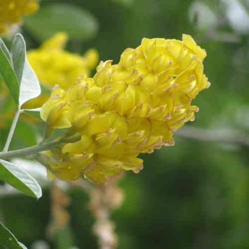 Argyrocytisus battandieri