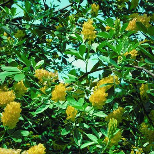Argyrocytisus battandieri