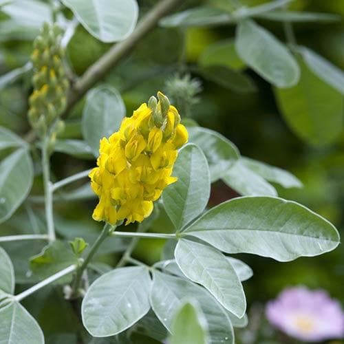 Argyrocytisus battandieri