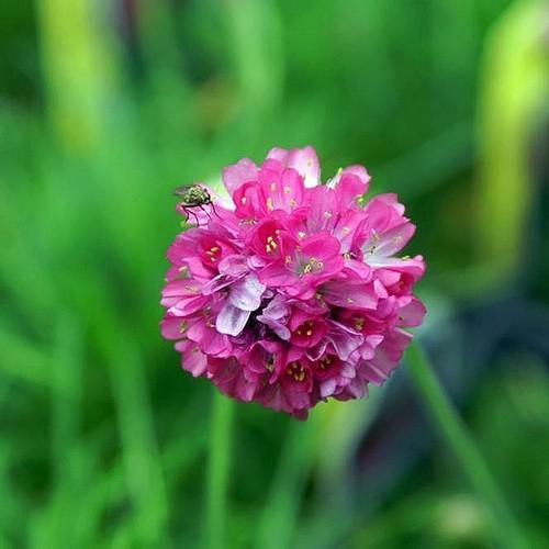 Armeria maritima Splendens - Future Forests