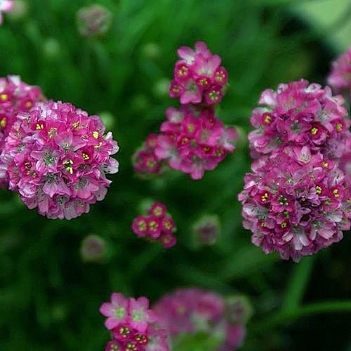 Armeria maritima Splendens - Future Forests